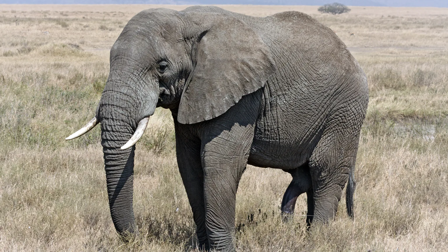 Elefante em safari na Tanzania usado para safari mais Zanzibar